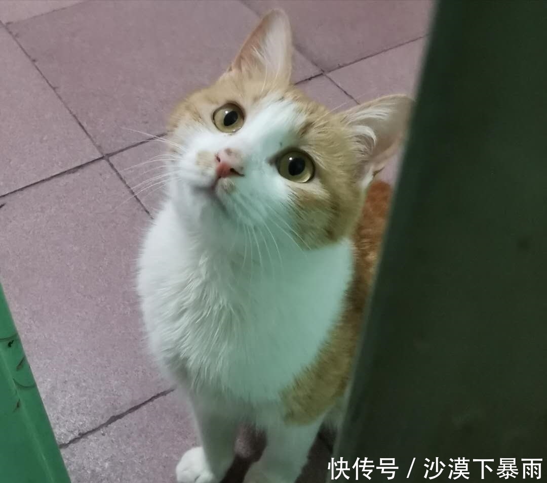 养猫|养猫，是本世纪最大的诈骗！