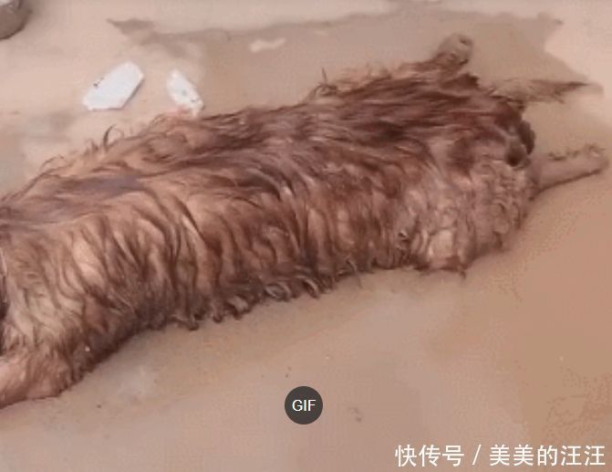 主人|金毛中暑后倒地不起，拿水泼狗，敷上冰袋，主人心疼