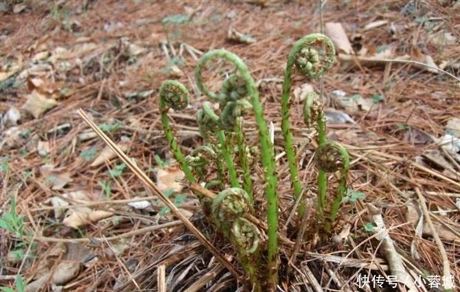 东北特|东北排名前7的野味，你吃过几种？第5位名气最大