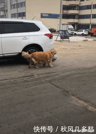  邻居们|金毛帮主人买了11年的菜，年迈腿瘸，邻居们看着不淡定了