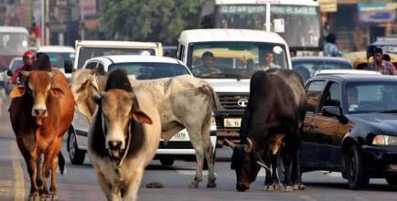 大街小巷|印度不吃牛,那大街小巷的,横穿马路的牛都怎么处理了?