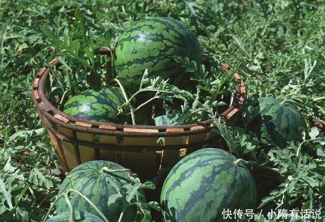 些皇帝|朱元璋在路边吃瓜,边吃边夸瓜甜,刚走100米下令杀!