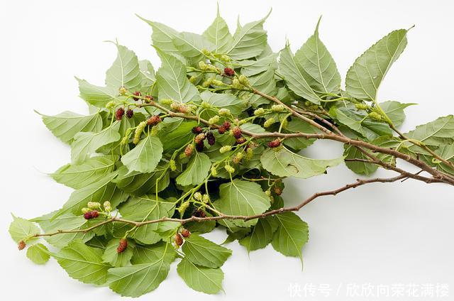  血管|想要远离脑溢血，必须维护血管健康，做好4件事，血管疾病绕你走