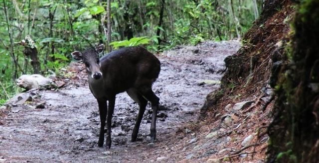 神山|无深度不云南——丽江巴拉神山徒步穿越攻略