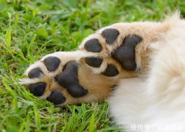  狗狗|狗狗Q弹可爱的爪子，竟在冬天干得开裂！细心呵护帮狗狗安心过冬