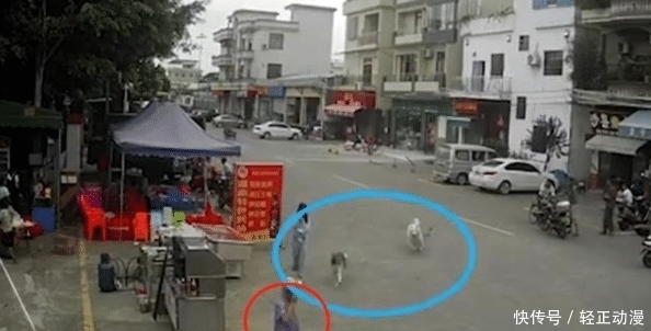  身亡|被狗绳绊倒，老人腾空面朝下摔地后身亡，目击者：狗主人已被控制