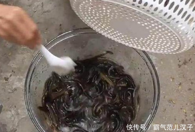 杂质|清洗泥鳅别认为很麻烦,在水中加点“它”,杂质自动跑出,味道好