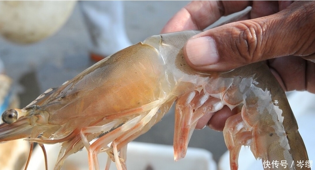 而如果|遇到这4种虾,要注意,再便宜也不要买