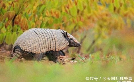 食物|古代国外名人的食物癖好有多怪?爱因斯坦爱吃不加肉酱的意大利面