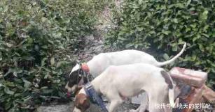 成就|百年前,英国人自认聪明,用英国土狗换瓷器,却成就一代中华名犬