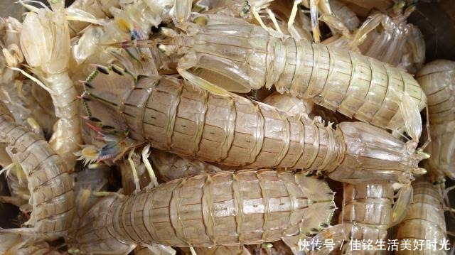 买到|挑选皮皮虾看两个地方就对了,学会后再也不怕买到不鲜的皮皮虾了