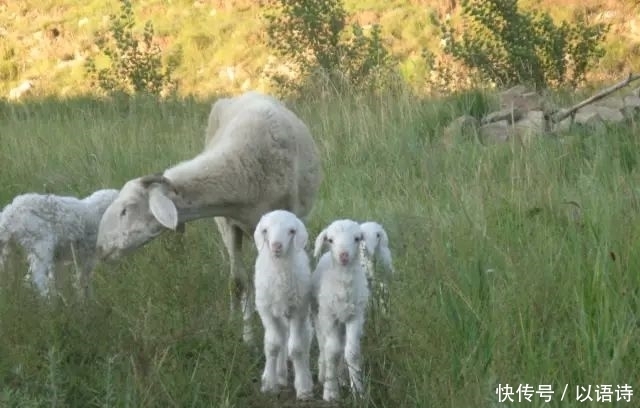 期是指母羊|如何管好繁殖母羊?提高受胎率、多胎多羔率和成活率!