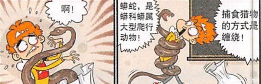  展开|阿衰漫画：阿衰为了“直播效果”，与蟒蛇展开了搏斗！