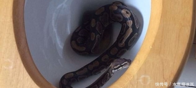  冷汗|外国女孩打开自家马桶盖，里面爬出来的东西让他直冒冷汗