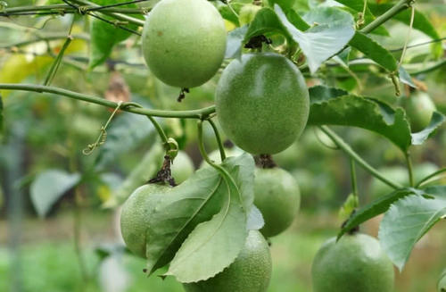 盆栽|5种水果的生长方式,菠萝和火龙果忍了,最后一种像种盆栽