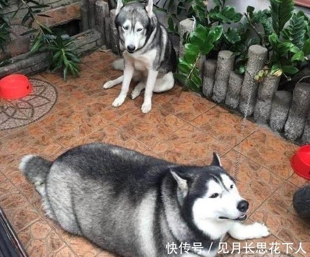  幽默|搞笑图片幽默段子：哈哈，两只狗狗体重差距好大啊，也是可以的