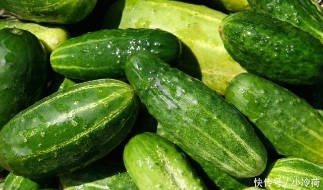 茴香|大热天,用这菜包饺子,又鲜又嫩,5毛钱一斤,比韭菜茴香都好吃