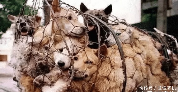 主人|狗狗从屠宰场被救出,在看到主人的那一刻