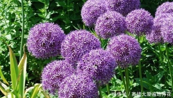 非常奇特的3种植物,紫色印象葱上榜,打破了