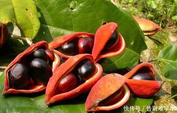 祭祀|此果南方才有,人称“树上花生”,过去没人吃,如今15元1斤