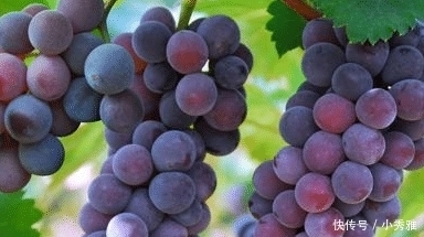 葡萄|葡萄打过“激素”,有这“3处”会不一样,了解之后,别再买错了