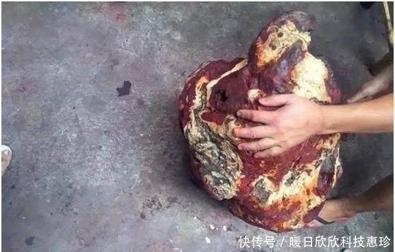 料子|捡漏得了块小叶紫檀大瘤料,切开之后买料人亏大了