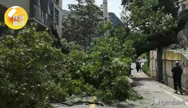 倒地|“像地震一样”安康一5米粗30米高大树突然倒地,吓坏村民