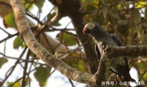 动物|提姆那灰鹦鹉在红树林里不受保护,随意捕捉,小孩养着玩