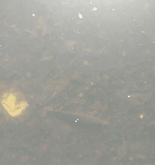 男子|长江黑鱼泛滥男子长江边钓鱼发现大量黑鱼聚集,网友令人担忧