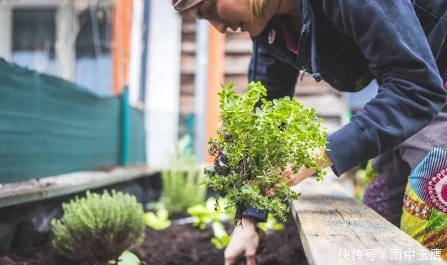 在家|在家种个菜都这么美,还要什么花园?