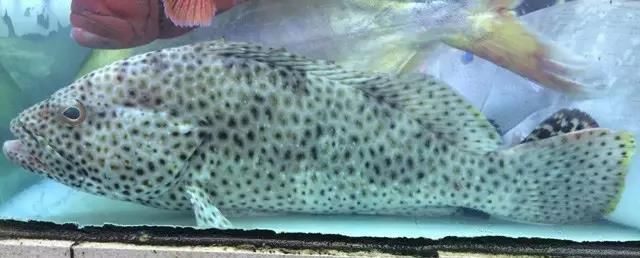 海鲜|世界上65种珍奇海鲜,贝爷都不敢说全部吃过,你吃过几种