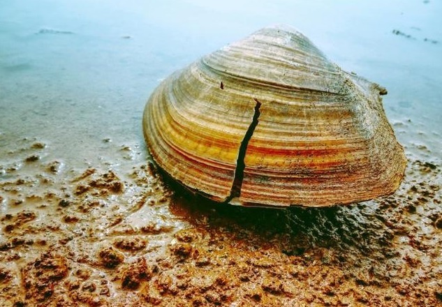 河蚌|农村河沟里的河蚌能吃吗遇到了请珍惜,它们的作用不可小觑