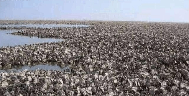  兔子|澳大利亚兔子成灾, 二十七只兔子差点灭国, 殖民时代后遗症