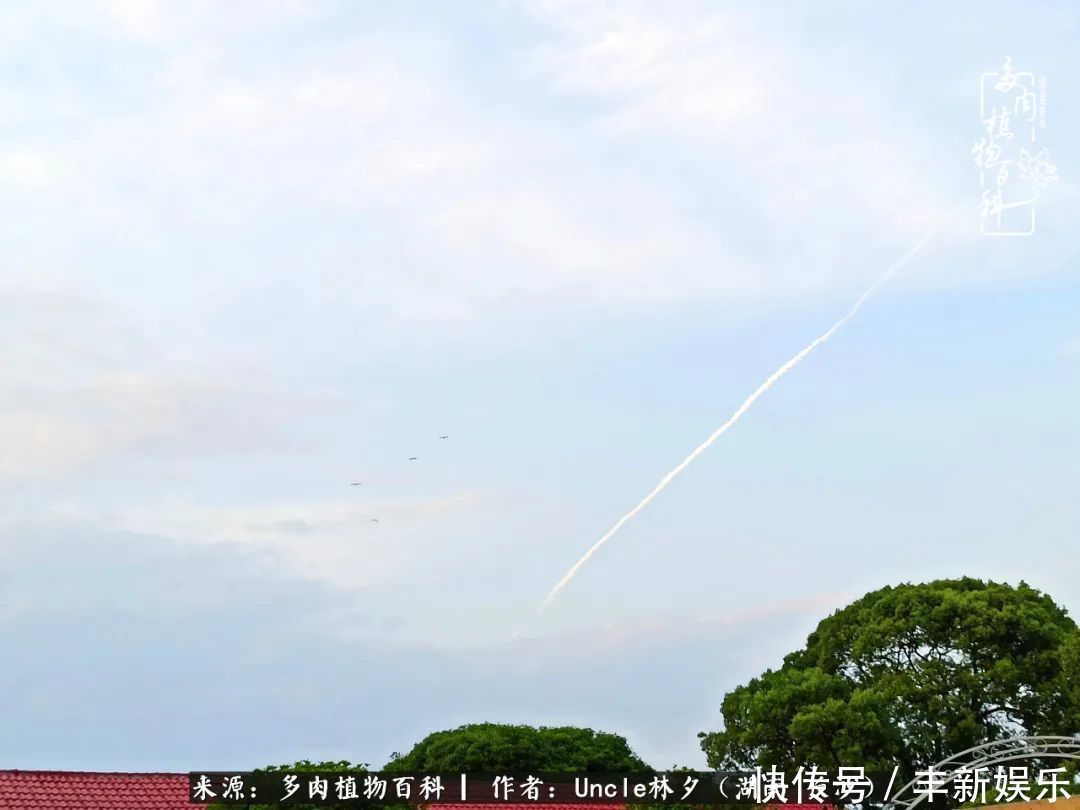  泡一壶|多肉庭院慢生活种一片多肉，喝一杯果酒，泡一壶清茶！