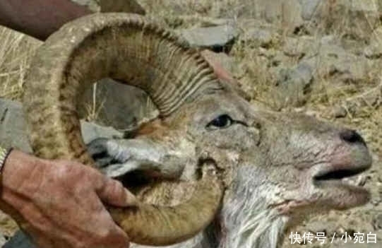 动物|世界上唯一会误杀自己的动物,就算躲过追杀,也逃不过“自杀”的命运