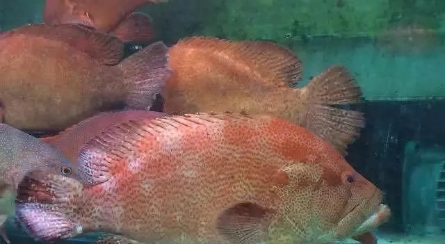 海鲜|世界上65种珍奇海鲜,贝爷都不敢说全部吃过,你吃过几种