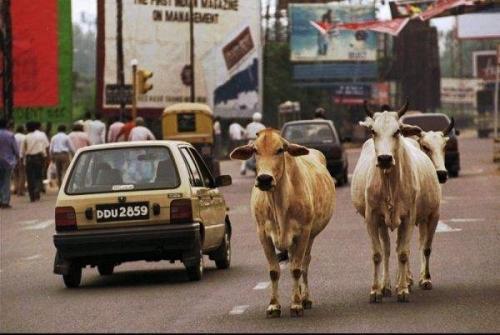 大街小巷|印度不吃牛，那大街小巷的，横穿马路的牛都怎么处理了？