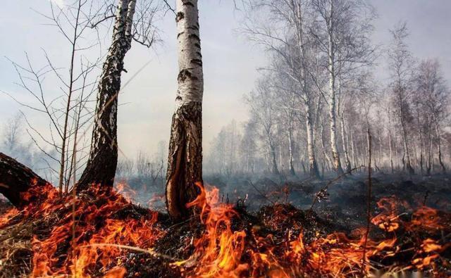 图源|北极圈着火!气温直逼38度,科学家恐冰川融化远古病毒复活