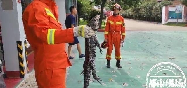  抓捕|体长近1米幼儿园惊现大型蛇类动物，抓捕时不断发出嘶叫
