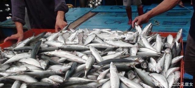 价格|以后去市场买这5种鱼,连鱼铺老板都会夸你是行家