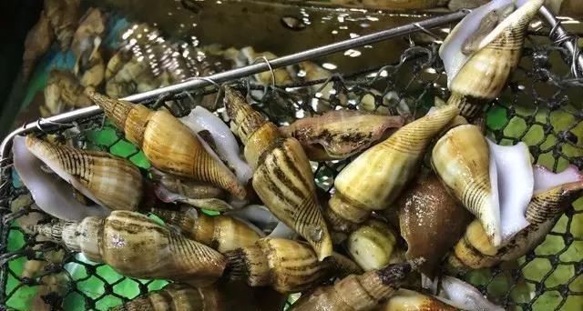 海鲜|世界上65种珍奇海鲜,贝爷都不敢说全部吃过,你吃过几种