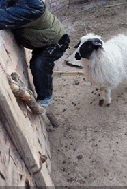 确认|搞笑GIF:确认过眼神,是想啄的人