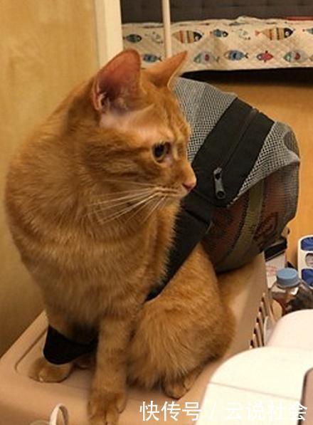 橘猫|这真的是橘猫吗?不仅爱看篮球赛,还背起球袋想和主人出门打球去