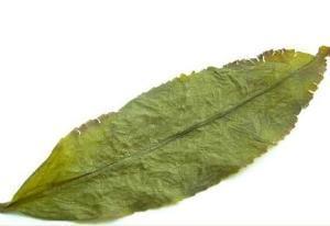 黄旦|有种茶不需要过多分辨,因为“未尝天真味,先闻透天香”了