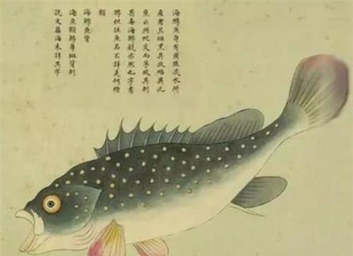 聂璜|故宫有本清朝画册,画了300种生物,唯独这条美人鱼让专家很激动