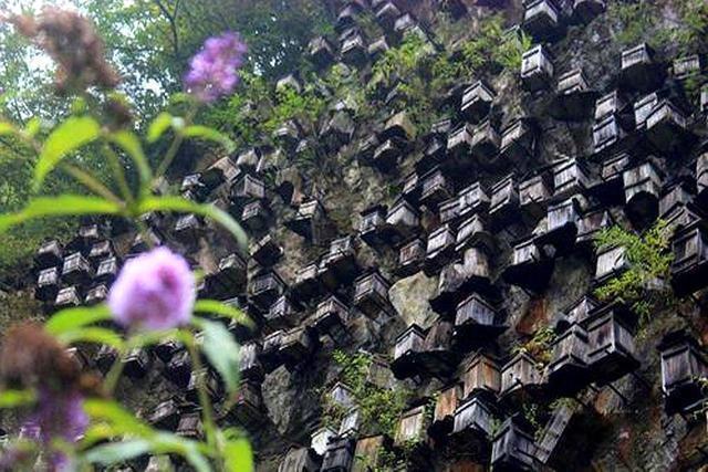  隐藏|神农架林区的“悬棺”：隐藏了这些秘密，产值竟过亿元！