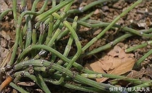  不起眼|在农田，1种“杂草”不起眼，被称为“木贼草”，1斤卖到“5元”