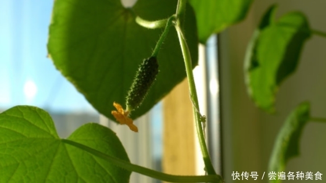 标准|带花黄瓜吃不得?弯直是判断黄瓜是否有害的标准?