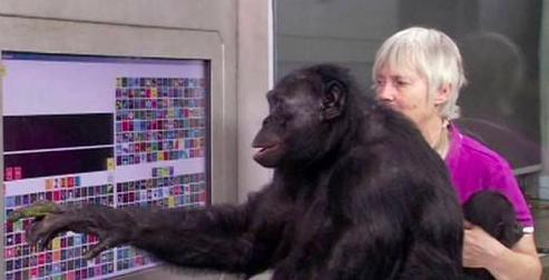 人类|黑猩猩与人类婴儿一同长大,以为自己是人类,后来变成什么样了