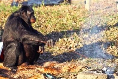 人类|黑猩猩与人类婴儿一同长大,以为自己是人类,后来变成什么样了